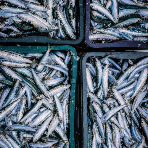 Gastronomija Crikveničko-vinodolske rivijere