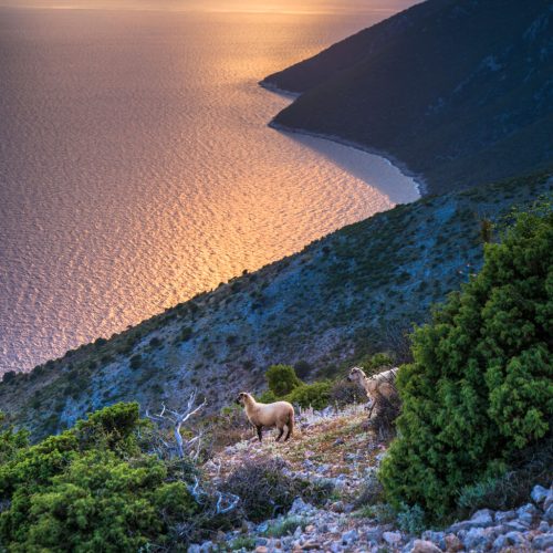 Od ovce do plivarice – gastronomija otoka Cresa